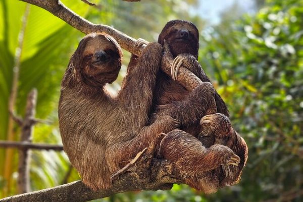 Sloths & Monkeys Island Tour + Beach Break in Roatan | Cruise Excursion